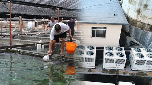 空氣能恒溫養殖熱泵助水產養殖戶節省開支、提高利潤，再也不用操心水溫了！